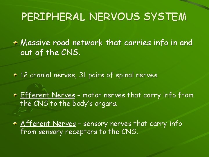 PERIPHERAL NERVOUS SYSTEM Massive road network that carries info in and out of the