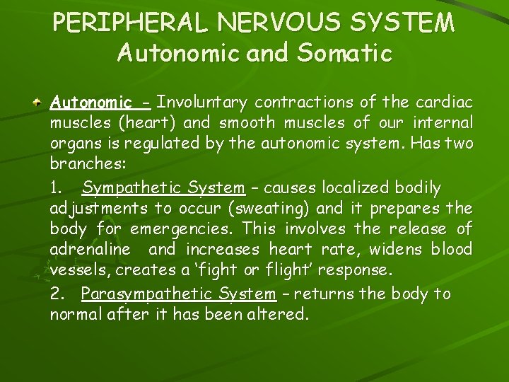 PERIPHERAL NERVOUS SYSTEM Autonomic and Somatic Autonomic - Involuntary contractions of the cardiac muscles