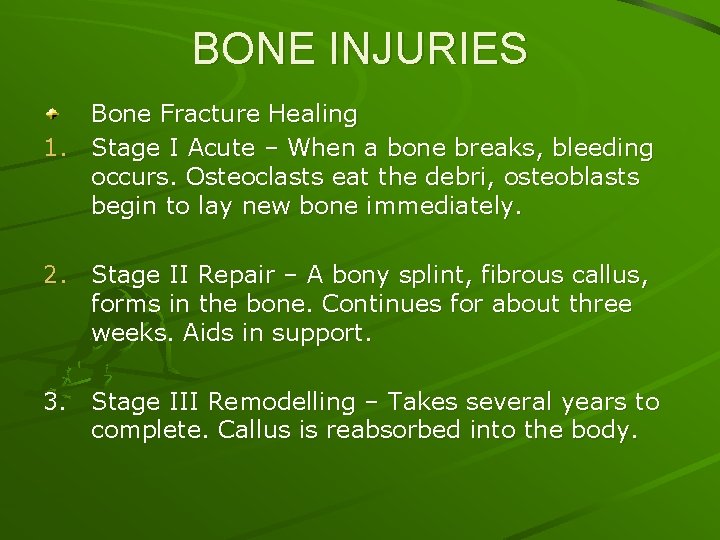 BONE INJURIES Bone Fracture Healing 1. Stage I Acute – When a bone breaks,