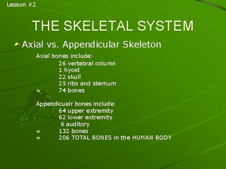 Lesson #2 THE SKELETAL SYSTEM Axial vs. Appendicular Skeleton Axial bones include: 26 vertebral