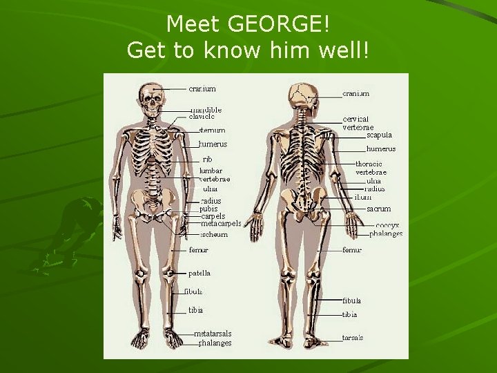 Meet GEORGE! Get to know him well! 