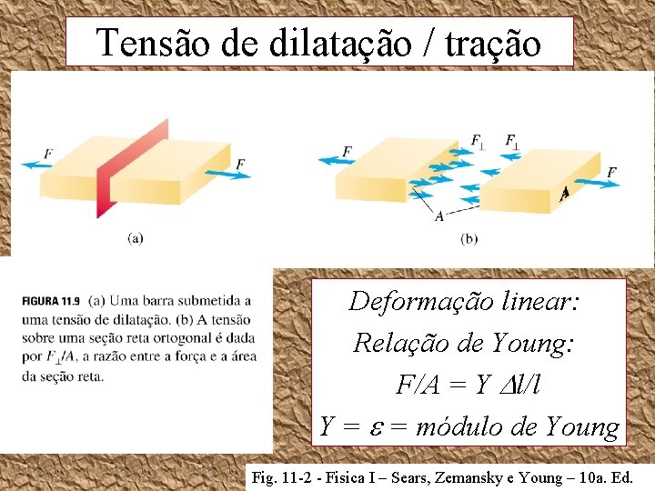 Tensão de dilatação / tração Deformação linear: Relação de Young: F/A = Y l/l