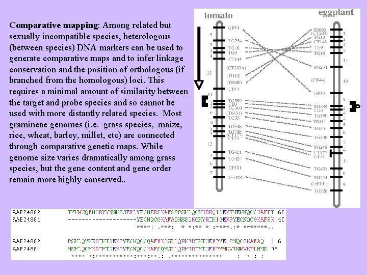 Comparative mapping: Among related but sexually incompatible species, heterologous (between species) DNA markers can