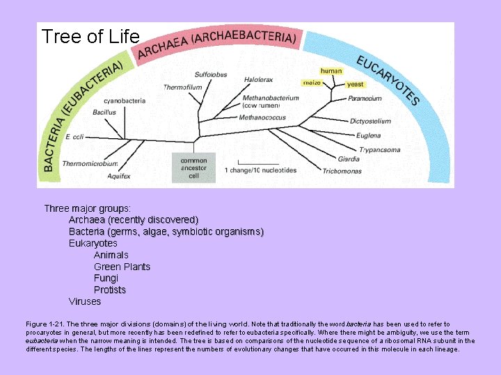Tree of Life Three major groups: Archaea (recently discovered) Bacteria (germs, algae, symbiotic organisms)
