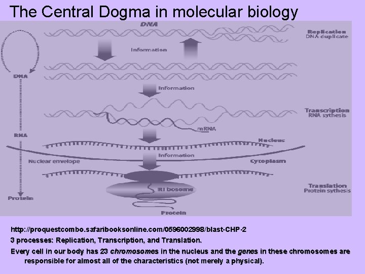 The Central Dogma in molecular biology http: //proquestcombo. safaribooksonline. com/0596002998/blast-CHP-2 3 processes: Replication, Transcription,