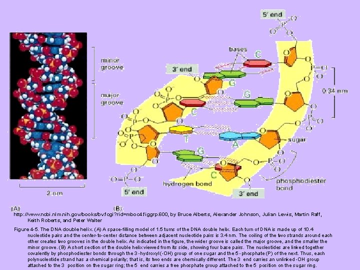 http: //www. ncbi. nlm. nih. gov/books/bv. fcgi? rid=mboc 4. figgrp. 600, by Bruce Alberts,