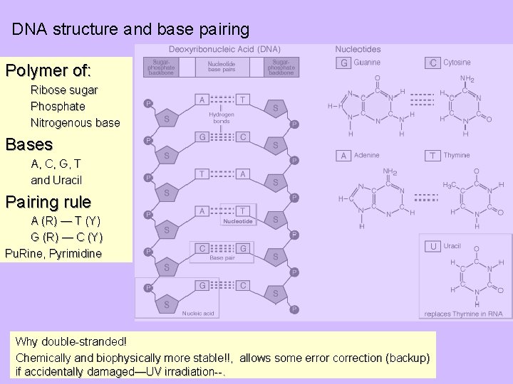 DNA structure and base pairing Polymer of: Ribose sugar Phosphate Nitrogenous base Bases A,