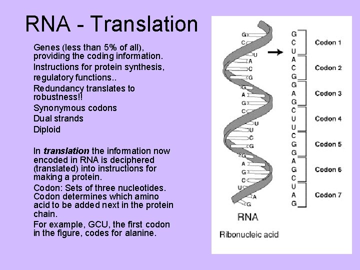 RNA - Translation Genes (less than 5% of all), providing the coding information. Instructions