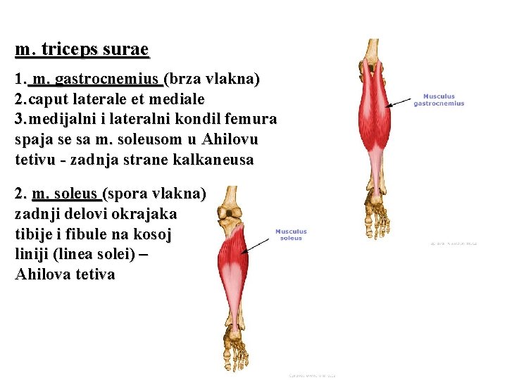 m. triceps surae 1. m. gastrocnemius (brza vlakna) 2. caput laterale et mediale 3.