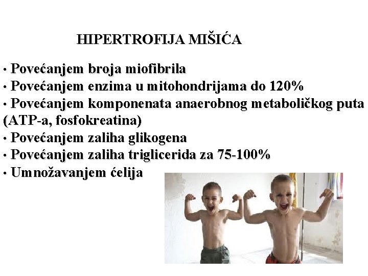 HIPERTROFIJA MIŠIĆA • Povećanjem broja miofibrila • Povećanjem enzima u mitohondrijama do 120% •