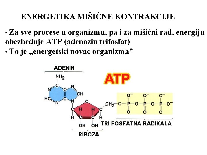 ENERGETIKA MIŠIĆNE KONTRAKCIJE Za sve procese u organizmu, pa i za mišićni rad, energiju