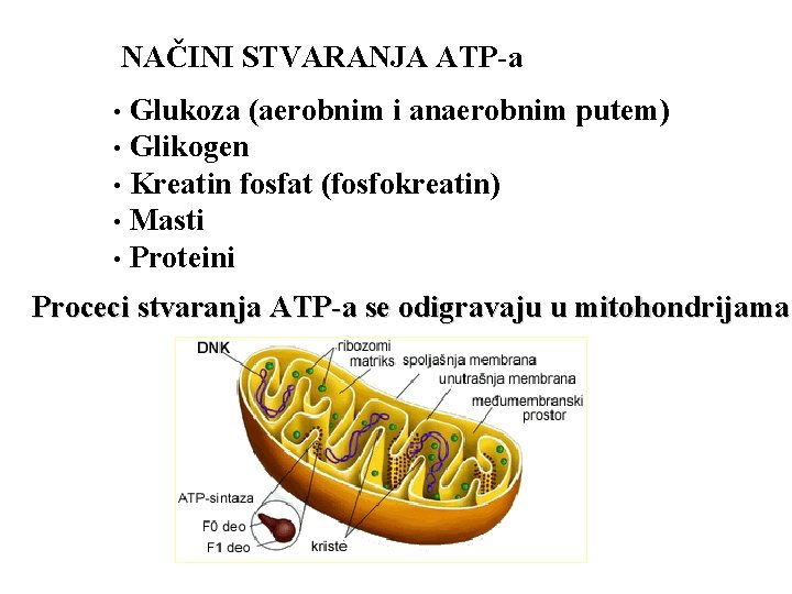 NAČINI STVARANJA ATP-a Glukoza (aerobnim i anaerobnim putem) • Glikogen • Kreatin fosfat (fosfokreatin)