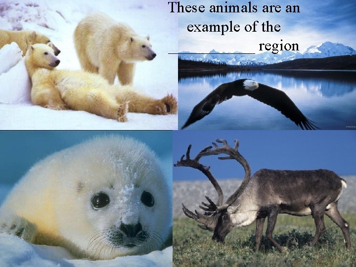 These animals are an example of the ______ region 