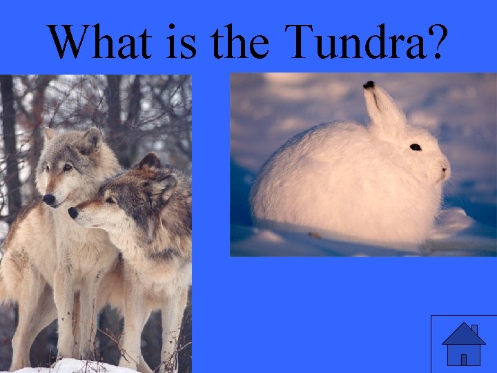 What is the Tundra? 