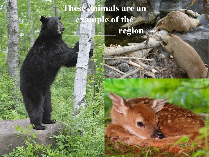 These animals are an example of the ______ region 