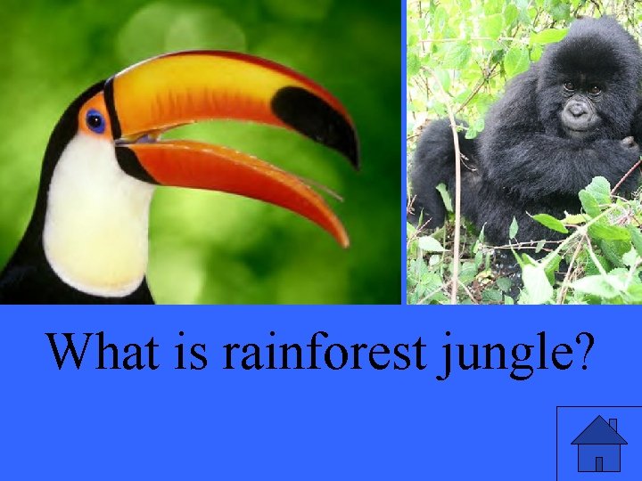 What is rainforest jungle? 