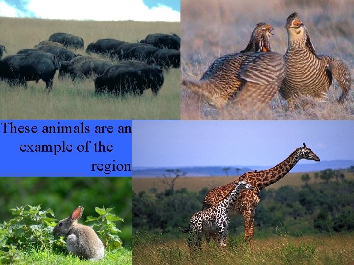 These animals are an example of the ______ region 