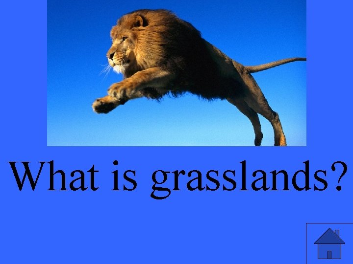 What is grasslands? 