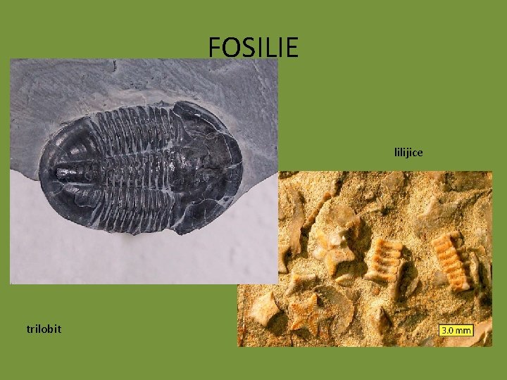 FOSILIE lilijice trilobit 