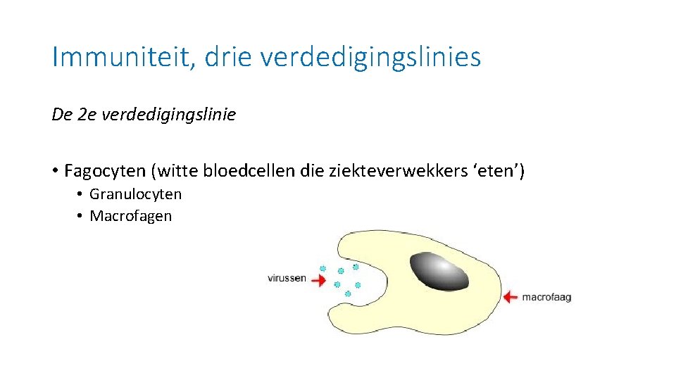 Immuniteit, drie verdedigingslinies De 2 e verdedigingslinie • Fagocyten (witte bloedcellen die ziekteverwekkers ‘eten’)