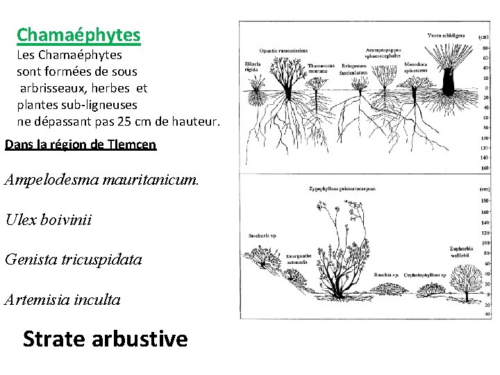 Chamaéphytes Les Chamaéphytes sont formées de sous arbrisseaux, herbes et plantes sub-ligneuses ne dépassant