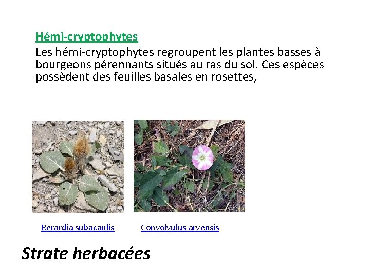 Hémi-cryptophytes Les hémi-cryptophytes regroupent les plantes basses à bourgeons pérennants situés au ras du