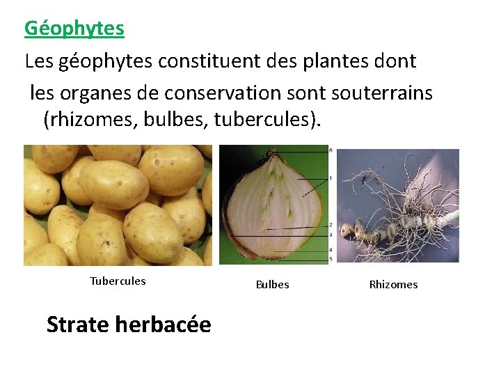 Géophytes Les géophytes constituent des plantes dont les organes de conservation sont souterrains (rhizomes,