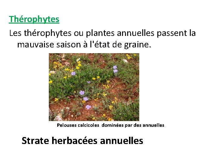 Thérophytes Les thérophytes ou plantes annuelles passent la mauvaise saison à l'état de graine.