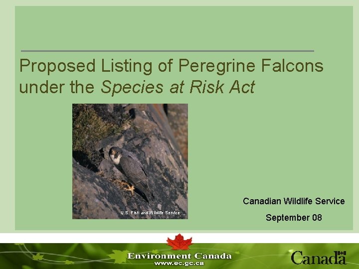 Proposed Listing of Peregrine Falcons under the Species at Risk Act Canadian Wildlife Service