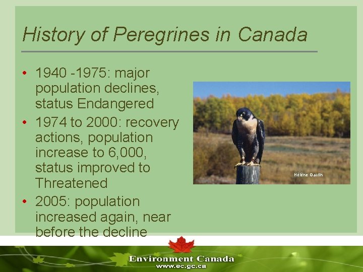 History of Peregrines in Canada • 1940 -1975: major population declines, status Endangered •