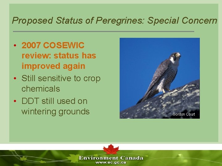 Proposed Status of Peregrines: Special Concern • 2007 COSEWIC review: status has improved again