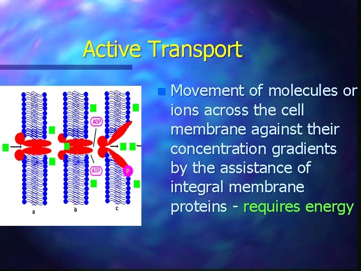 PHYSIOLOGY 1 LECTURE 10 DIFFUSION Simple Facilitated Active