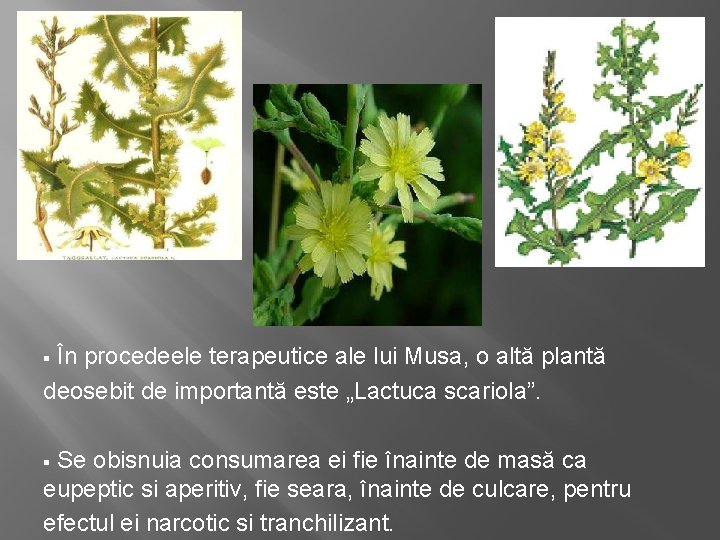 În procedeele terapeutice ale lui Musa, o altă plantă deosebit de importantă este „Lactuca