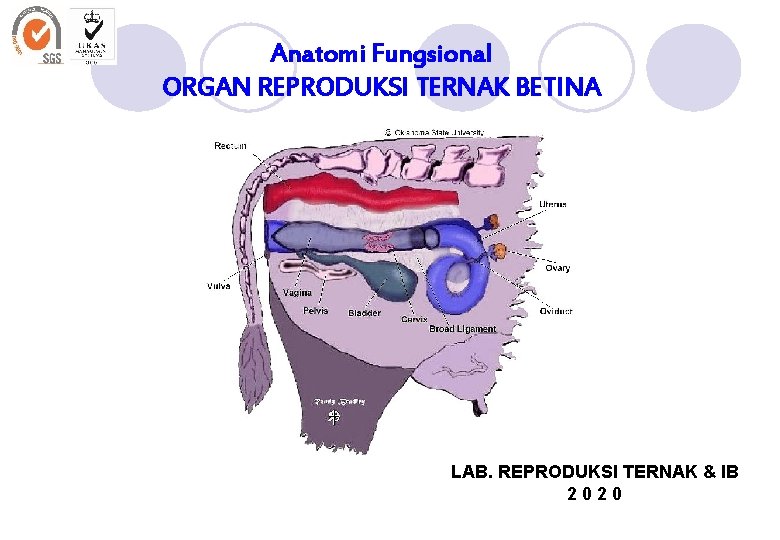 Anatomi Fungsional ORGAN REPRODUKSI TERNAK BETINA LAB. REPRODUKSI TERNAK & IB 2020 