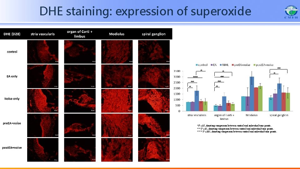 DHE staining: expression of superoxide * * ** ** * *P <. 05, denoting