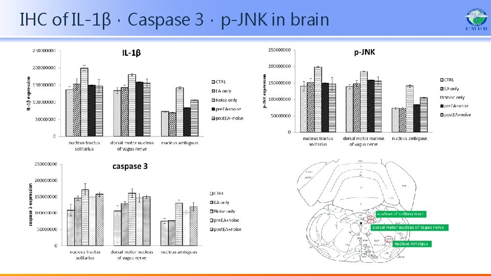 IHC of IL-1β，Caspase 3，p-JNK in brain 