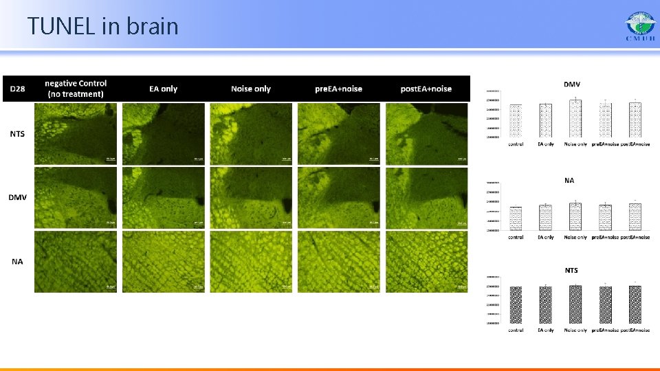 TUNEL in brain 