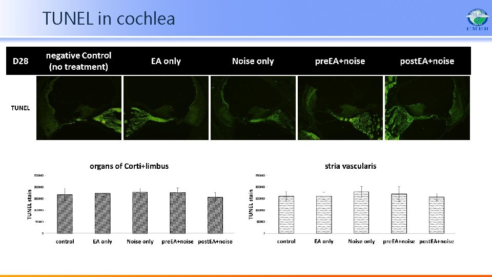 TUNEL in cochlea 