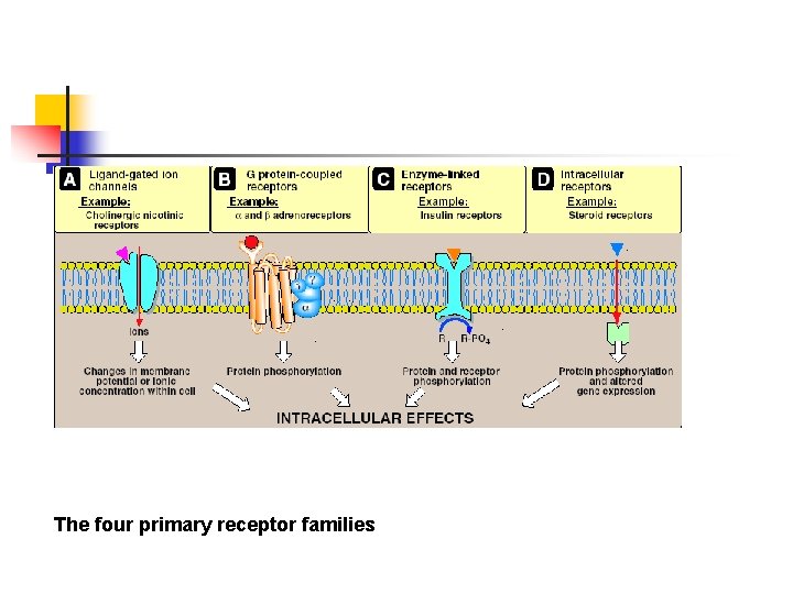 The four primary receptor families 