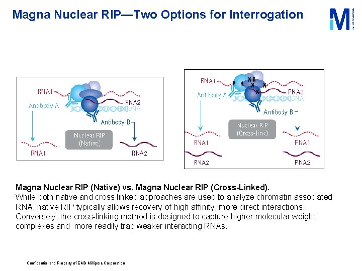 Magna Rip Claw Methods for Chromatin Analysis Precipitating Protein RNA DNA