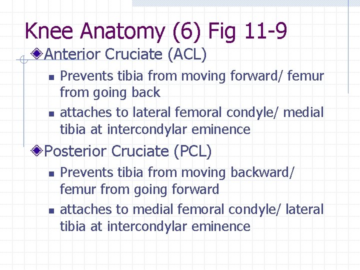 Knee Anatomy (6) Fig 11 -9 Anterior Cruciate (ACL) n n Prevents tibia from