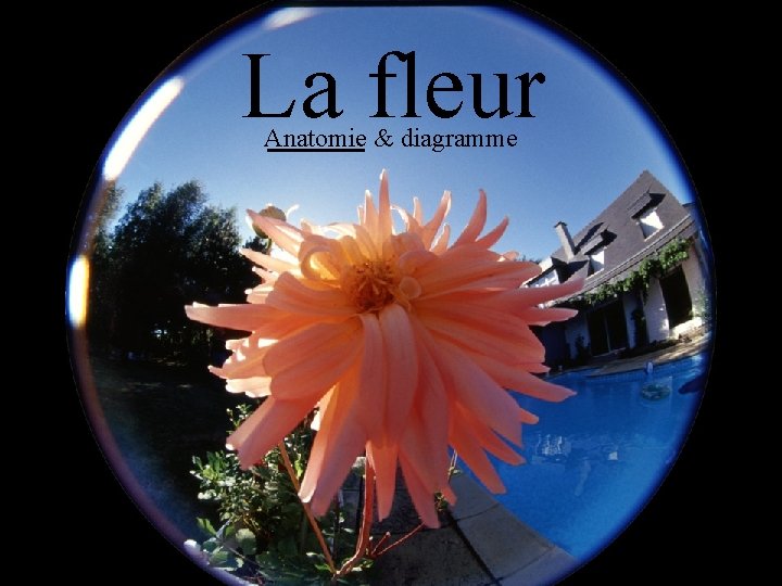 La fleur Anatomie & diagramme 