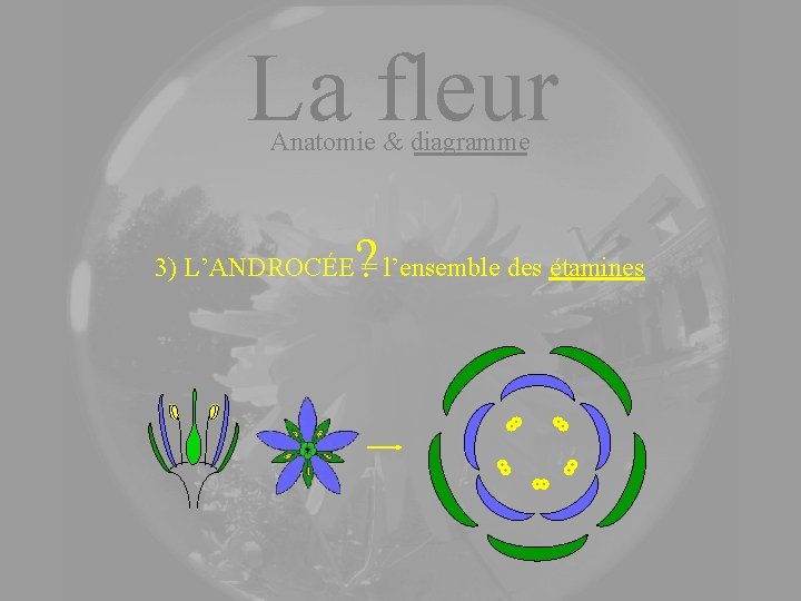 La fleur Anatomie & diagramme ? 3) L’ANDROCÉE = l’ensemble des étamines 