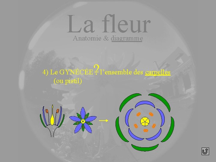 La fleur Anatomie & diagramme ? 4) Le GYNÉCÉE = l’ensemble des carpelles (ou