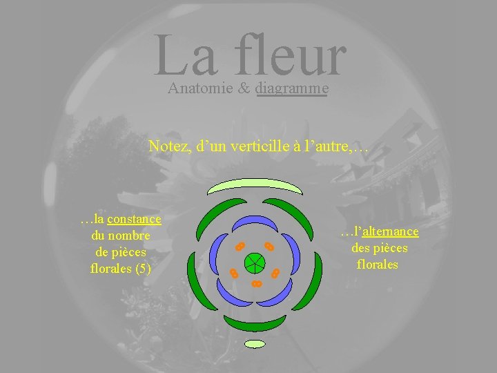 La fleur Anatomie & diagramme Notez, d’un verticille à l’autre, … …la constance du