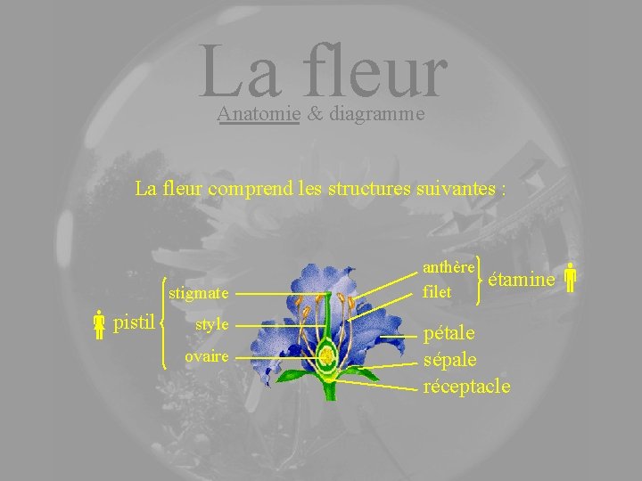 La fleur Anatomie & diagramme La fleur comprend les structures suivantes : stigmate pistil