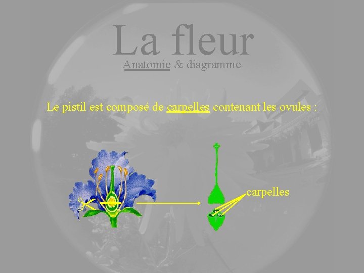 La fleur Anatomie & diagramme Le pistil est composé de carpelles contenant les ovules