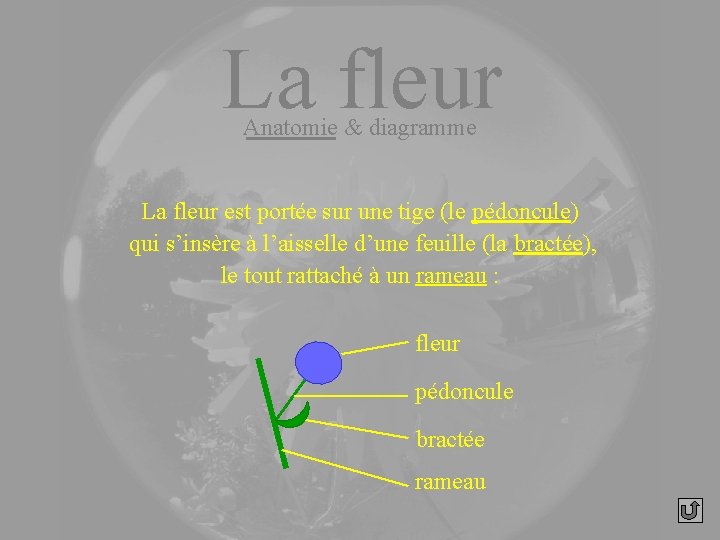 La fleur Anatomie & diagramme La fleur est portée sur une tige (le pédoncule)