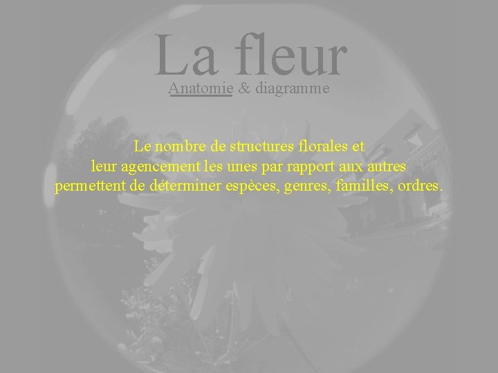 La fleur Anatomie & diagramme Le nombre de structures florales et leur agencement les