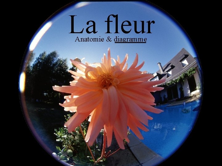 La fleur Anatomie & diagramme 